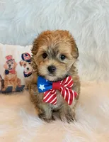 Kato, a male Morkie for sale in Hawarden, IA – 4 of 10