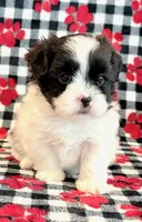 Herbie, a male Mal Shi for sale in Hawarden, IA – 3 of 7