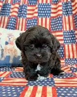 Dexter, a male Shihpoo for sale in Hawarden, IA – 6 of 9