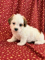 Diego, a male Shihpoo for sale in Hawarden, IA – 2 of 10