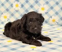 Jeb, a male Yorkipoo for sale in Hawarden, IA – 1 of 7