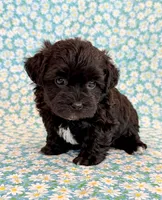 Dakotah, a male Shihpoo for sale in Hawarden, IA – 4 of 10