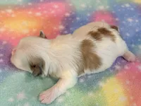 Shiloh, a male Mal Shi for sale in Hawarden, IA – 5 of 8