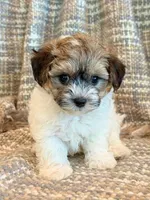 Nemo, a male Maltipoo for sale in Hawarden, IA – 10 of 10