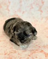 Freckles, a female Shihpoo for sale in Hawarden, IA – 2 of 9