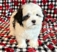 processed/0f5b73e2-4cdc-4620-9db4-62a8269dc5f7/listing/2da91ac8-f697-4a9e-b4f0-828476ed3aa2/6932d31d-943b-4fb1-88f0-3bc2634472b5