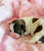 Bree, a female Mal Shi for sale in Hawarden, IA – Photo 7 of 8