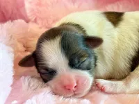 Bree, a female Mal Shi for sale in Hawarden, IA – Photo 8 of 8