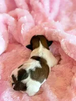 Bree, a female Mal Shi for sale in Hawarden, IA – Photo 5 of 8