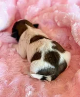 Bree, a female Mal Shi for sale in Hawarden, IA – Photo 6 of 8