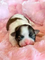 Bree, a female Mal Shi for sale in Hawarden, IA – Photo 2 of 8