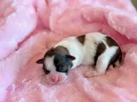 Bree, a female Mal Shi for sale in Hawarden, IA – Photo 4 of 8