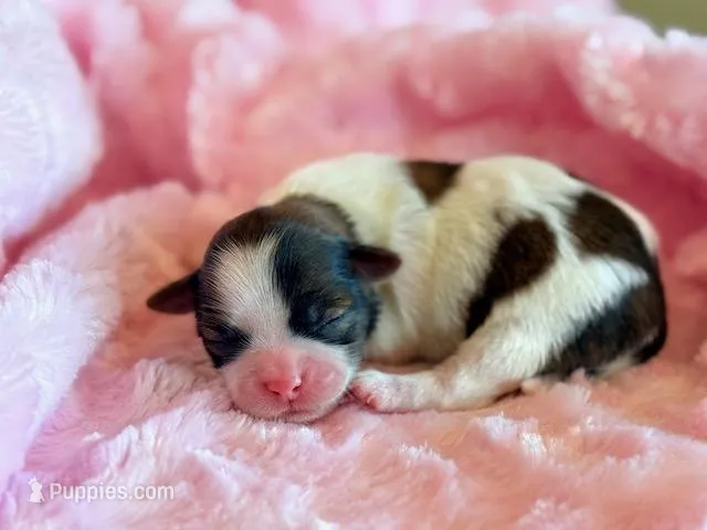 Bree – Mal Shi puppy for sale in Hawarden, IA