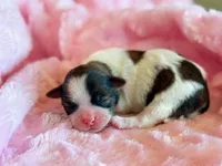 Bree, a female Mal Shi for sale in Hawarden, IA – Photo 1 of 8