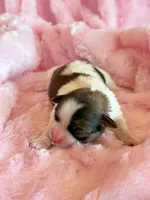 Bree, a female Mal Shi for sale in Hawarden, IA – Photo 3 of 8