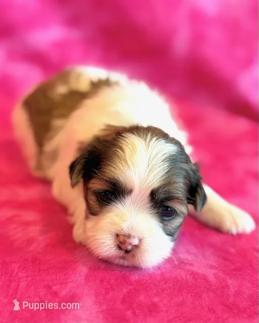 Bree – Mal Shi puppy for sale in Hawarden, IA