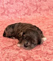 Fergie, a female Shihpoo for sale in Hawarden, IA – 4 of 8