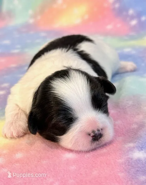 Scarlet – Mal Shi puppy for sale in Hawarden, IA