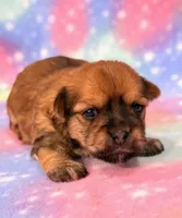 Katana, a female Morkie for sale in Hawarden, IA – 3 of 6