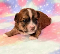 Kimber, a female Morkie for sale in Hawarden, IA – 2 of 8