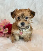 Katana, a female Morkie for sale in Hawarden, IA – 7 of 10