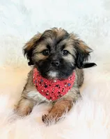 Spencer, a male Shihpoo for sale in Hawarden, IA – 8 of 10