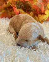 Tilly, a female Poodle - Toy  and Poodle - Miniature  for sale in Hawarden, IA – 4 of 5