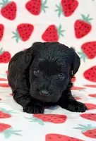 Josie, a female Yorkipoo for sale in Hawarden, IA – 3 of 7