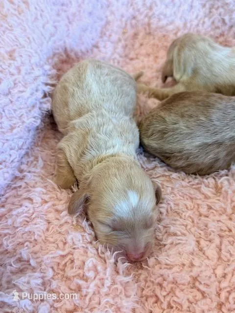 Ellie – Cockapoo puppy for sale in Hawarden, IA