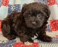 Dunkin, a male Shihpoo for sale in Hawarden, IA – 8 of 9