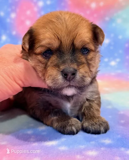 Kato – Morkie puppy for sale in Hawarden, IA