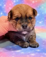 Kato, a male Morkie for sale in Hawarden, IA – 1 of 6