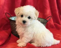 Nugget, a male Maltipoo for sale in Hawarden, IA – 2 of 10