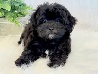 Dakotah, a male Shihpoo for sale in Hawarden, IA – 4 of 10
