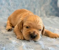Lester, a male Cockapoo for sale in Hawarden, IA – 4 of 6