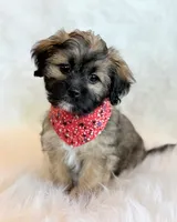Spencer, a male Shihpoo for sale in Hawarden, IA – 4 of 10