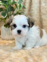 Paddington, a male Mal Shi for sale in Hawarden, IA – 7 of 10
