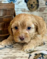 Pumpkin, a male Cockapoo for sale in Hawarden, IA – Photo 8 of 8