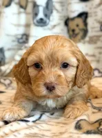 Pumpkin, a male Cockapoo for sale in Hawarden, IA – Photo 3 of 8
