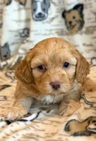 Pumpkin, a male Cockapoo for sale in Hawarden, IA – Photo 1 of 8