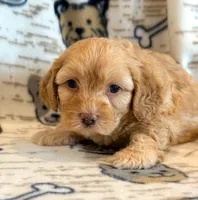 Pumpkin, a male Cockapoo for sale in Hawarden, IA – Photo 5 of 8
