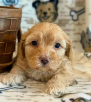 Pumpkin, a male Cockapoo for sale in Hawarden, IA – Photo 2 of 8