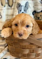 Pumpkin, a male Cockapoo for sale in Hawarden, IA – Photo 6 of 8