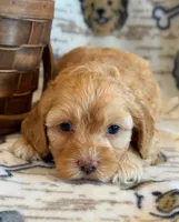 Pumpkin, a male Cockapoo for sale in Hawarden, IA – Photo 7 of 8