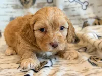 Pumpkin, a male Cockapoo for sale in Hawarden, IA – Photo 4 of 8