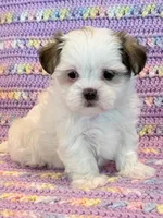 Pearl, a female Mal Shi for sale in Hawarden, IA – 3 of 10