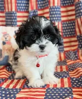 Baylor, a male Mal Shi for sale in Hawarden, IA – 6 of 9