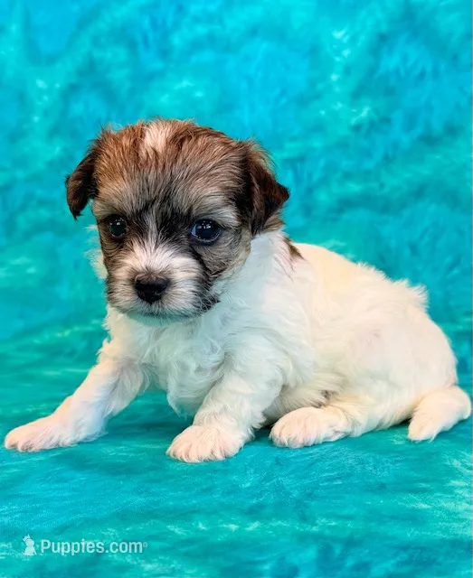 Nemo – Maltipoo puppy for sale in Hawarden, IA
