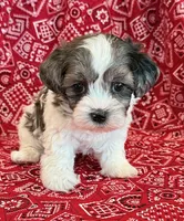Domino, a male Shihpoo for sale in Hawarden, IA – 2 of 10