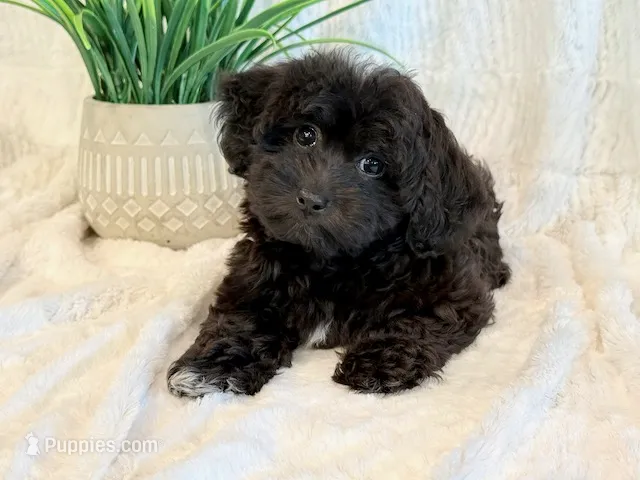 Dexter – Shihpoo puppy for sale in Hawarden, IA